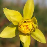 Narcissus × odorus Flower