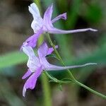 Delphinium consolida Flower