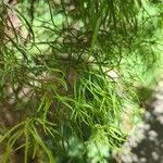 Acacia cognata Fuelha