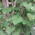 Aristolochia littoralis Leaf