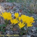 Sternbergia sicula आदत