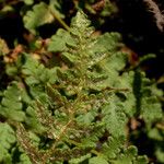 Woodsia ilvensis 葉