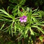 Geranium dissectum Іншае