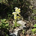 Orchis pauciflora Flower