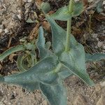 Penstemon palmeri Fruto