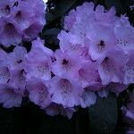 Rhododendron uvariifolium Flor