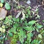 Cardamine impatiens Leaf