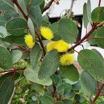 Eucalyptus preissiana Flower