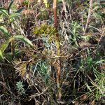 Seseli annuum Blatt