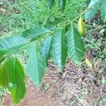 Coffea arabica Leaf