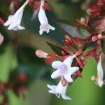 Abelia chinensis Flower