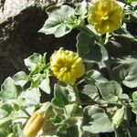 Physalis crassifolia Habitatea