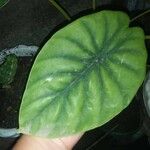 Alocasia clypeolata Hoja