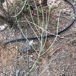 Retama monosperma Leaf