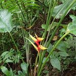 Heliconia bihai autre