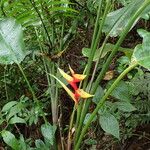 Heliconia bihai Beste bat