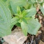 Stachys annua Folla