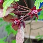 Acer japonicum Flower