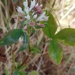 Trifolium vesiculosum Habit