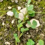 Medicago truncatula Hábitos