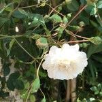 Rosa banksiae Flower