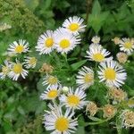 Erigeron annuus Blüte