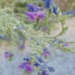 Echium vulgareBloem