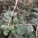 Porlieria hygrometra Hoja