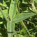 Trifolium alpestre Листок