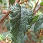 Cistus populifolius Likasa