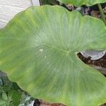 Alocasia macrorrhizos Leaf