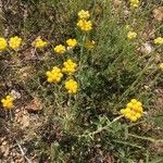 Helichrysum stoechas Floare