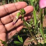 Sphenostylis marginata Floro