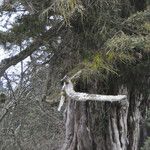 Taxus brevifolia Habitus