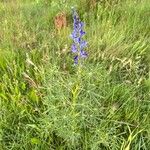 Lupinus angustifoliusFleur