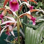 Calanthe tankervilleae Flower