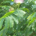 Albizia julibrissin Flor