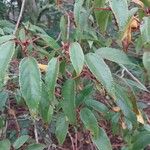 Aristotelia chilensis Fuelha