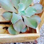 Echeveria gibbifloraLeaf