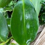 Costus woodsonii Blatt