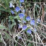 Veronica chamaedrys Flower