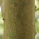 Annona foetida Corteza