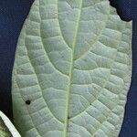 Piper generalense Leaf