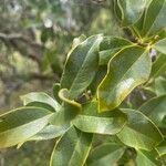 Santalum paniculatum Hoja