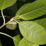 Itzaea sericea Hoja