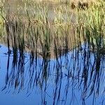 Typha orientalis 整株植物