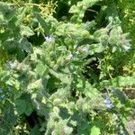 Anchusa arvensis Hábito