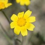 Monolopia lanceolata Цветок