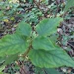 Cistus populifolius Likasa