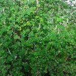 Oxalis virgosa Hábito